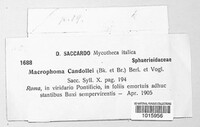 Hyponectria buxi image
